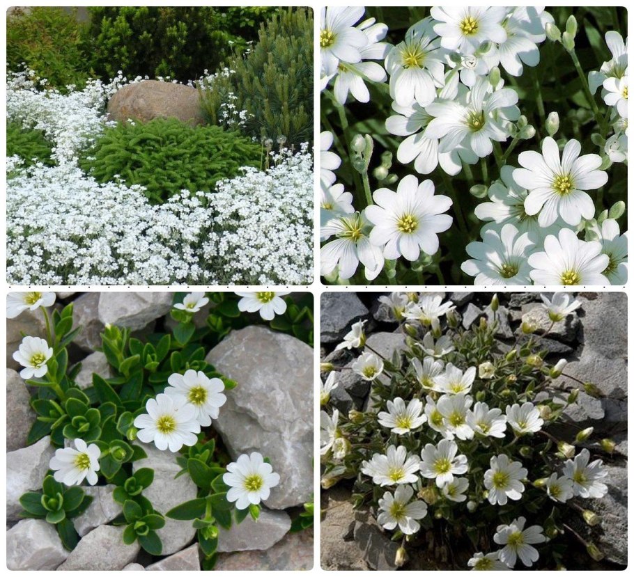 Ясколка укрренкние черенка