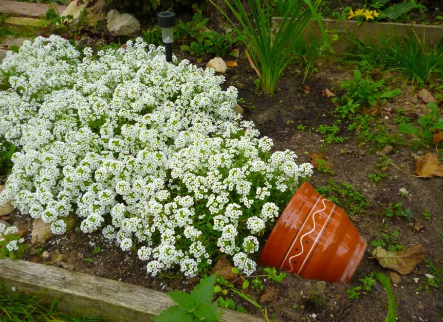 Цветок Ясколка