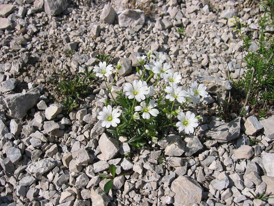 Ясколка войлочная (Cerastium tomentosum)