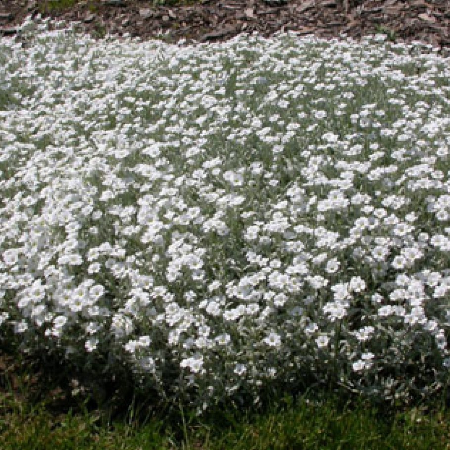 Ясколка Альпийская