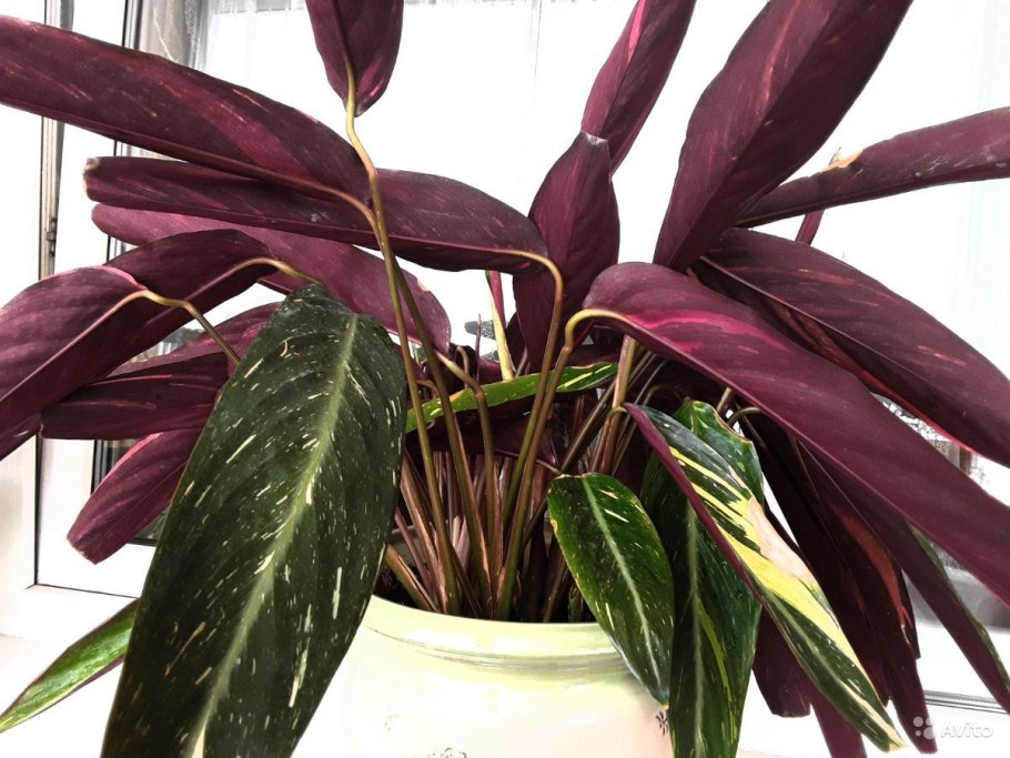 Калатея павлиний хвост