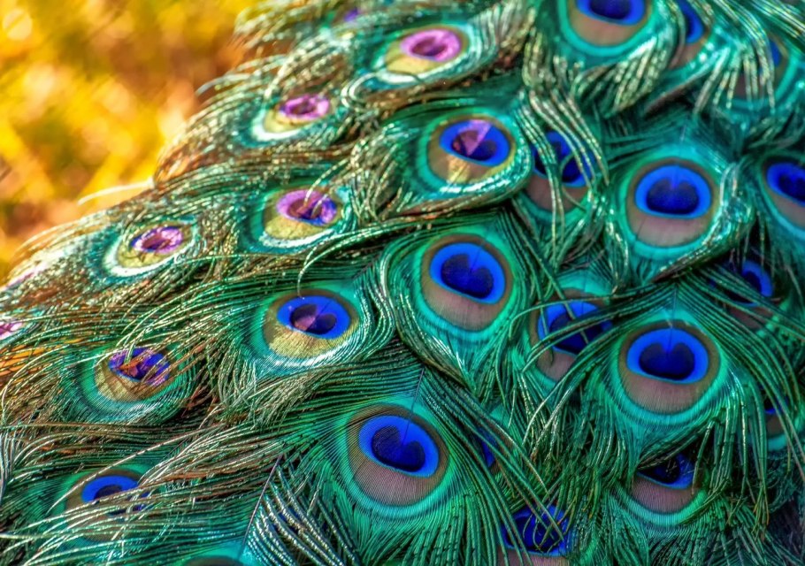 Перо павлина
