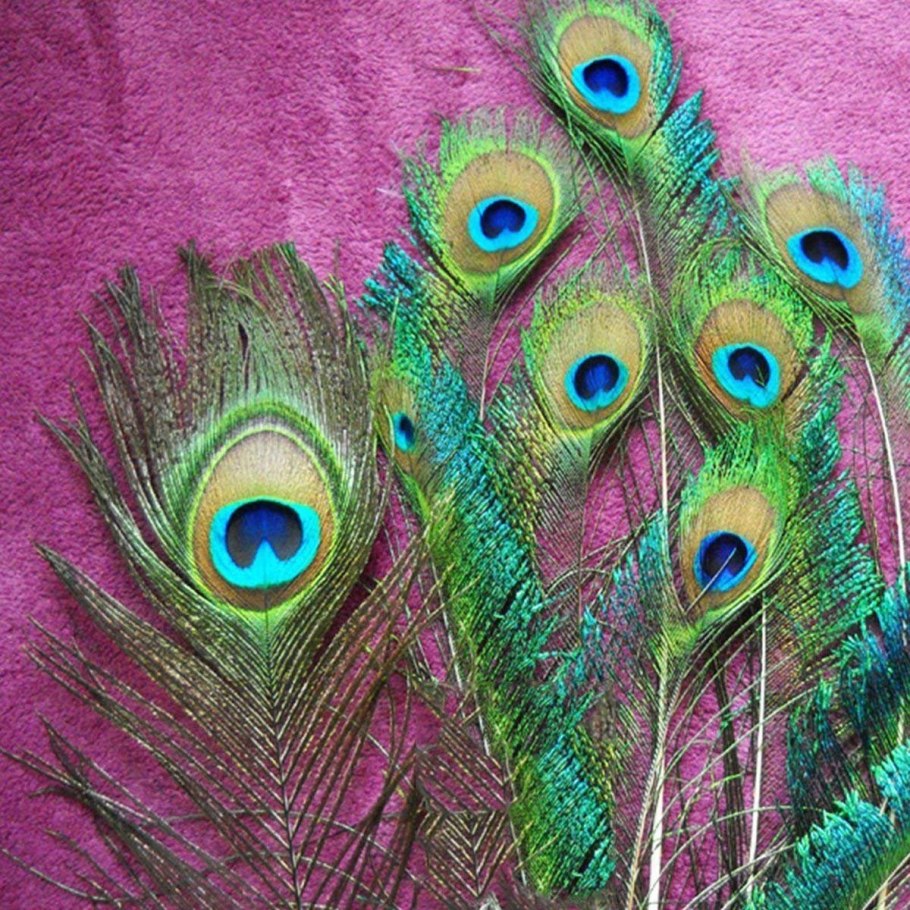 Павлиний хвост Вера