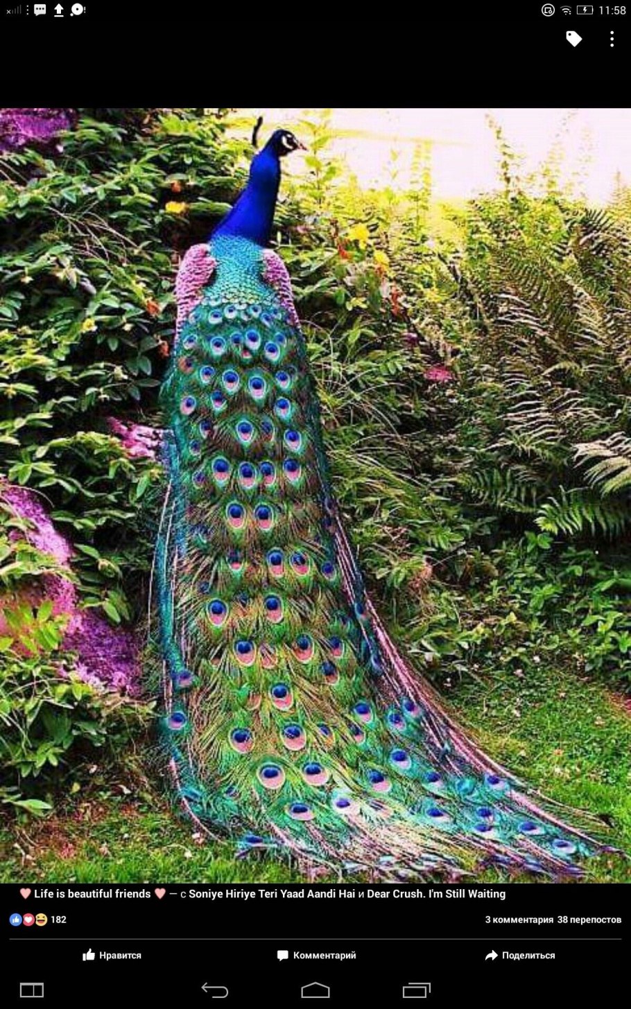 Императорский Павлин