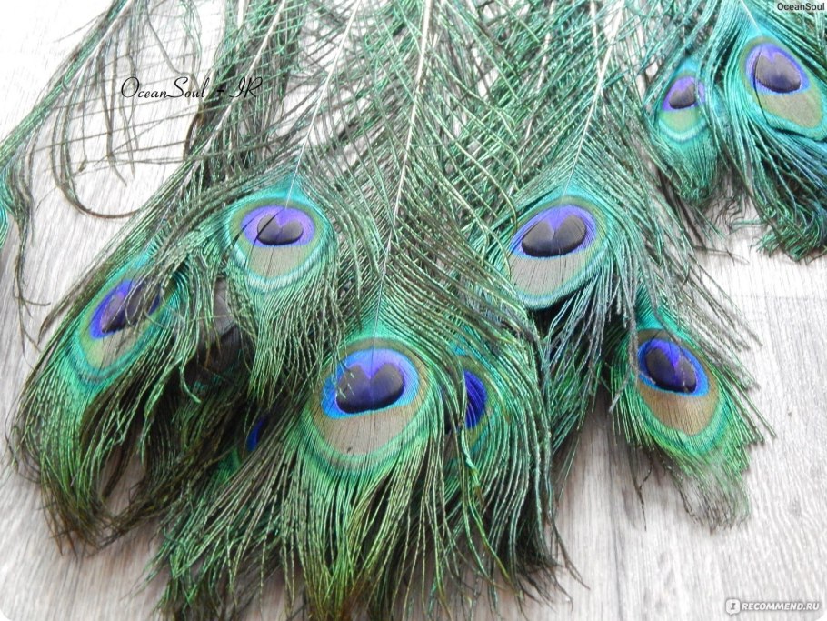 Павлин Бразилия