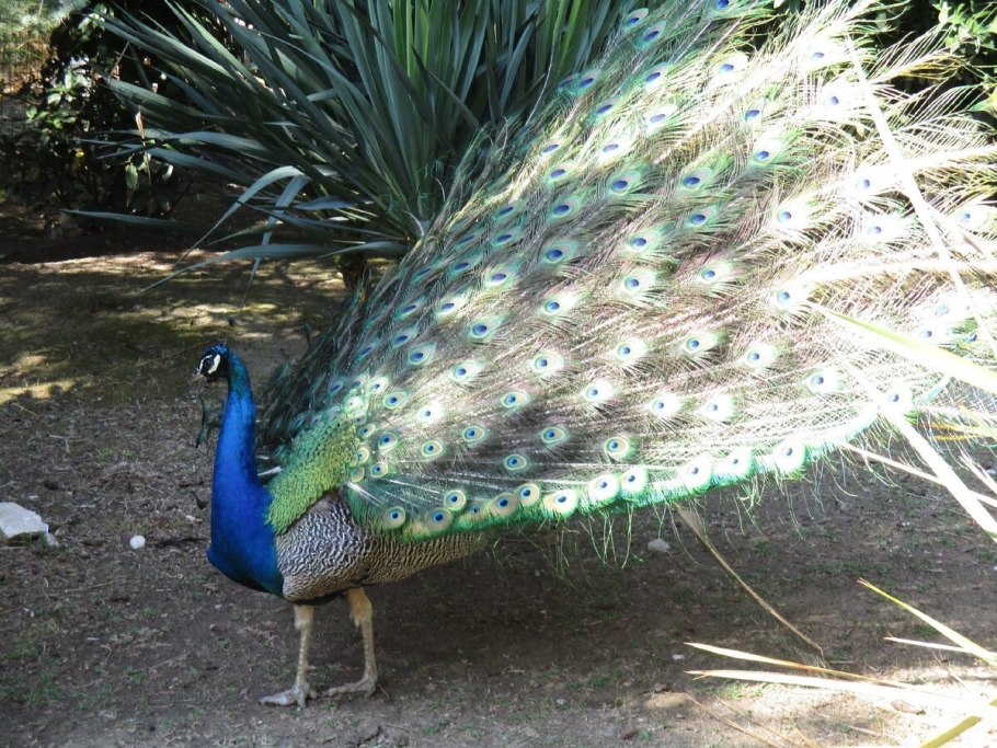 Конголезский Павлин хвост