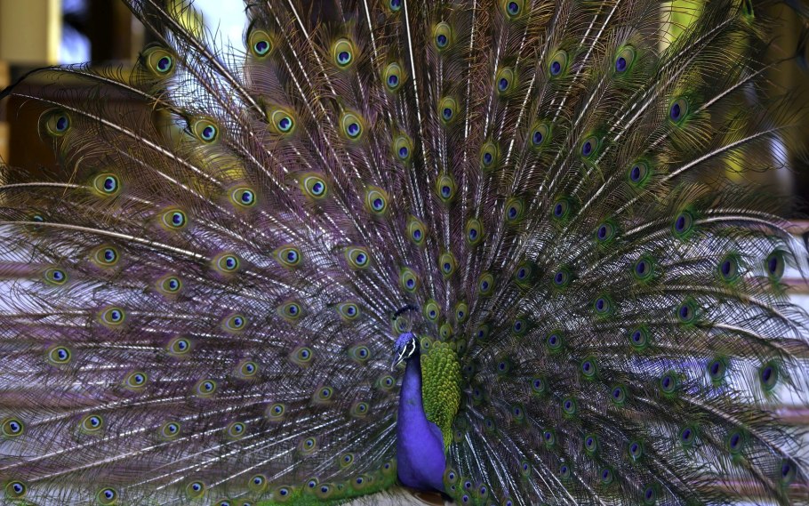 Черноплечий Павлин