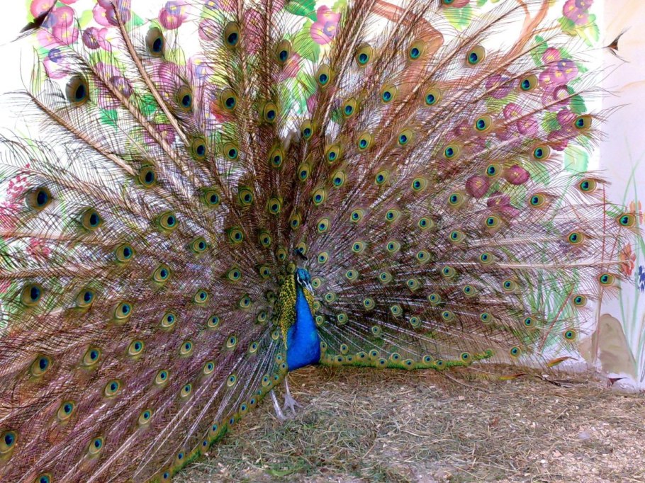 Астры павлиний хвост