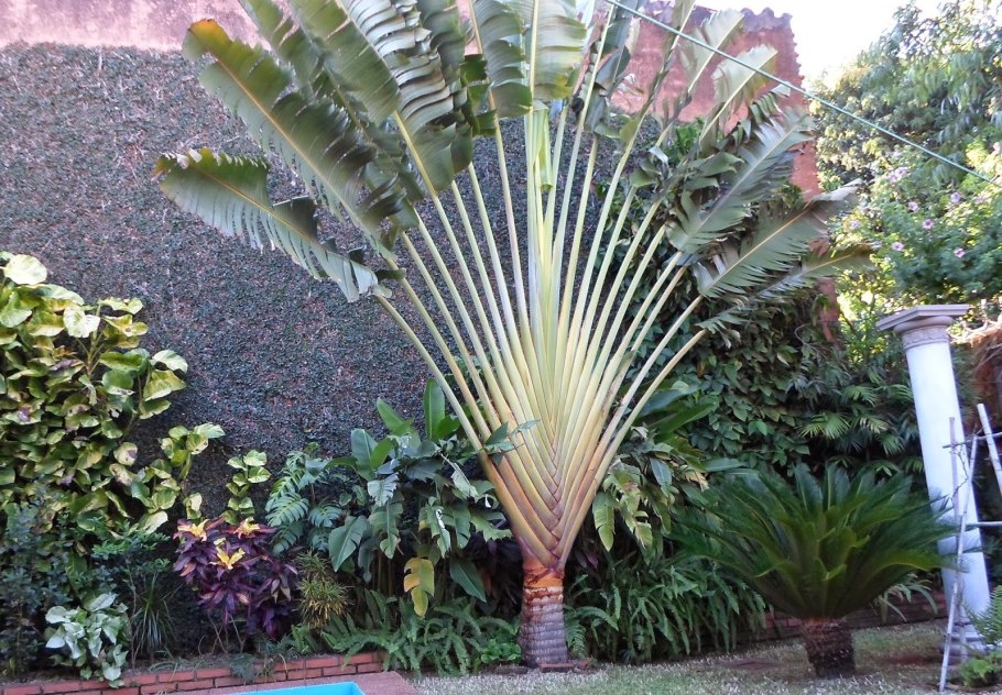 Равенала Мадагаскарская листья