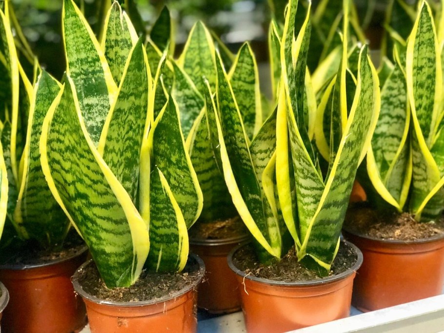 Сансевиерия Санрайз
