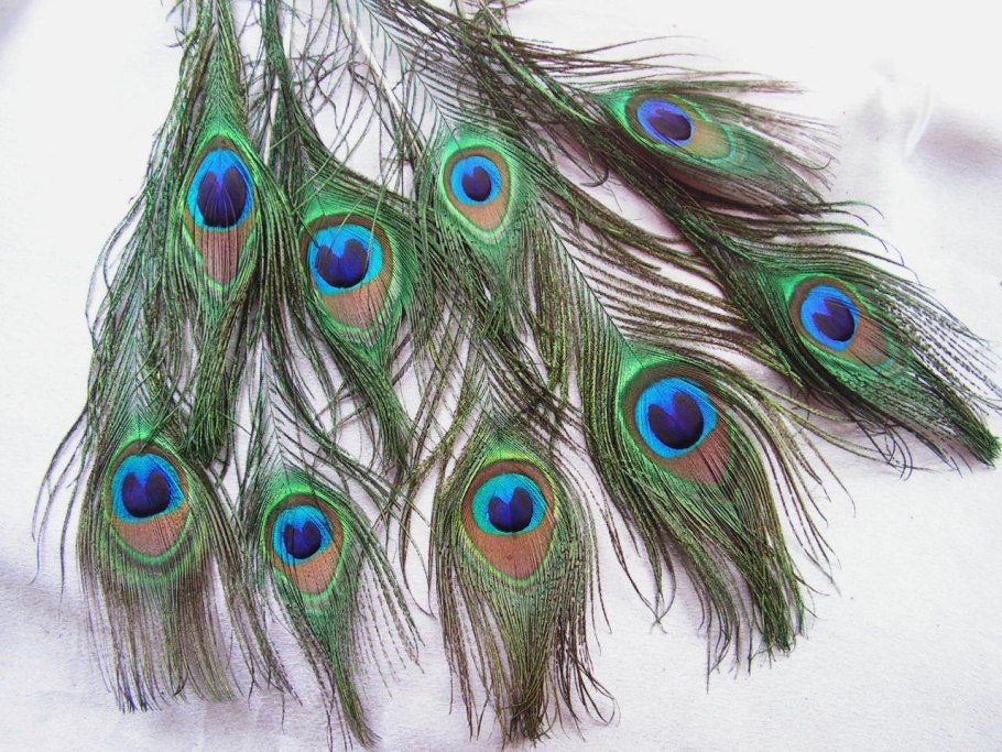 Жорж Фуке перо павлина