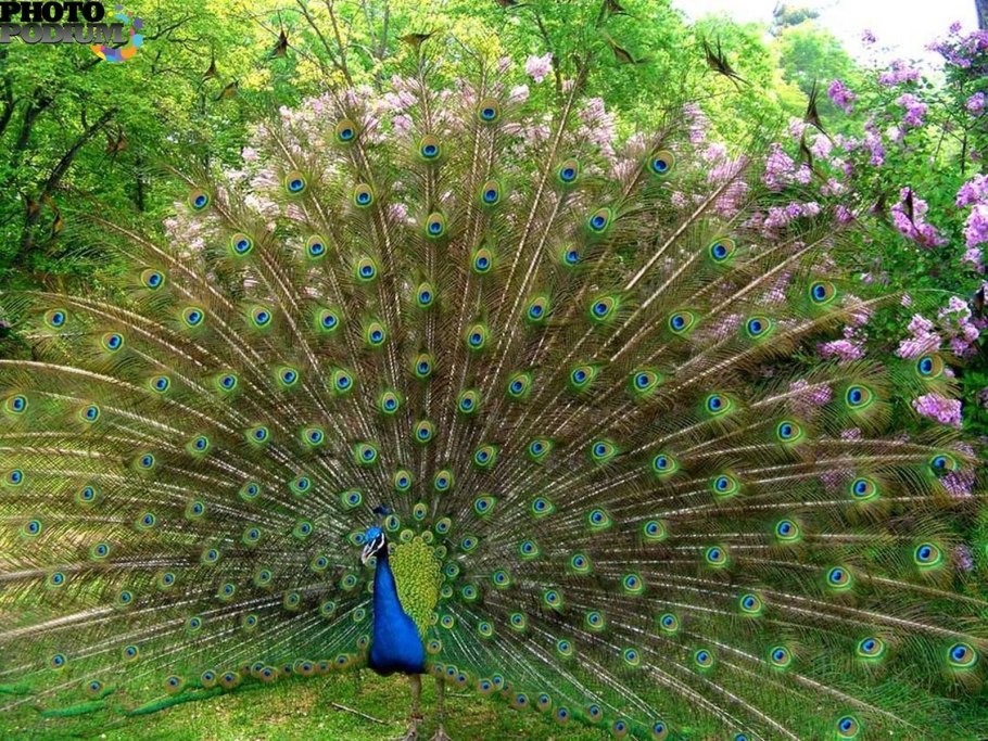 Королевский Павлин