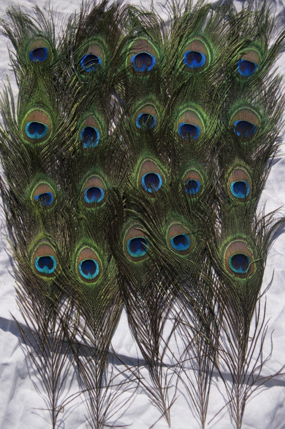Павлиний хвост перо