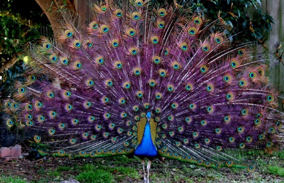 Павлин породы Миднайт