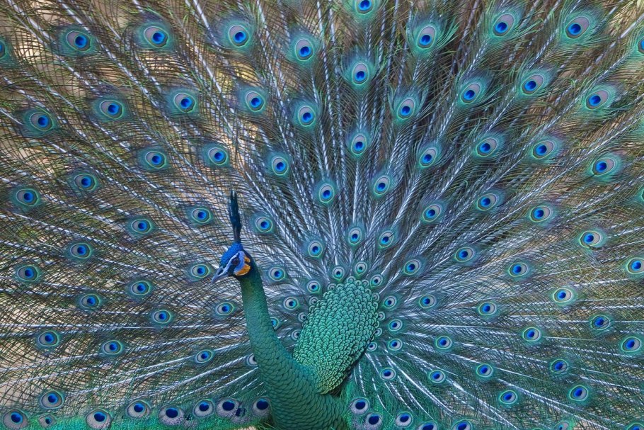 Яванский зеленый Павлин