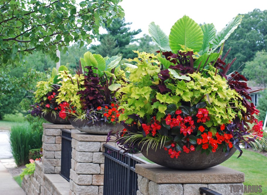 Контейнерное Озеленение бересклет