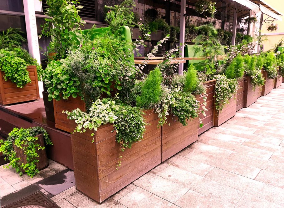 Озеленение летних веранд