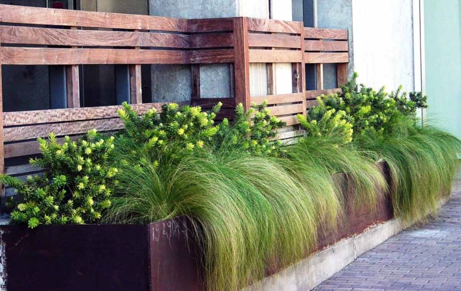 Молиния в контейнерном озеленении