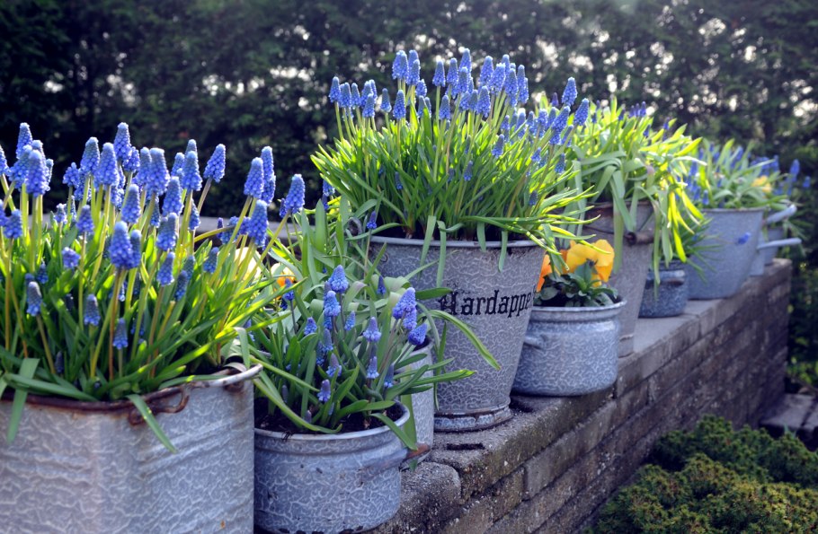 Мышиный гиацинт мускари в горшках