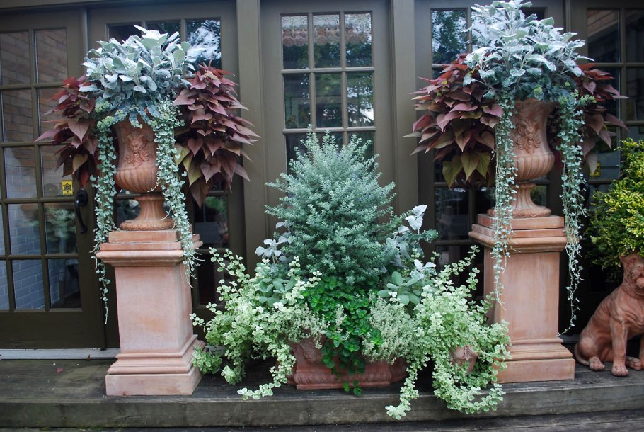 Кадочные растения для сада