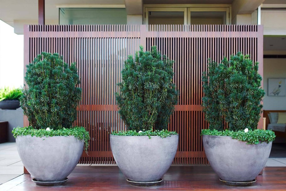 Хвойные в контейнерах