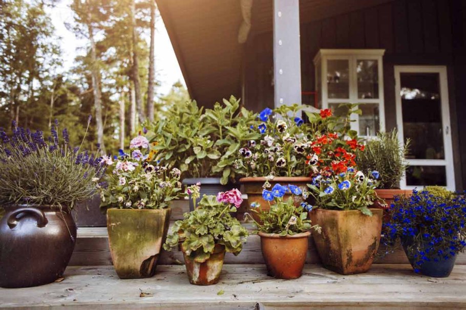 Цветы в вазонах на даче