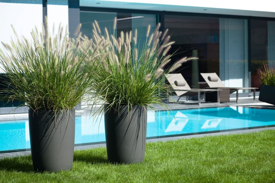 Пеннисетум в кашпо