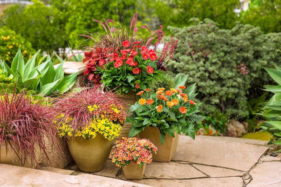 Контейнерное цветоводство лилии