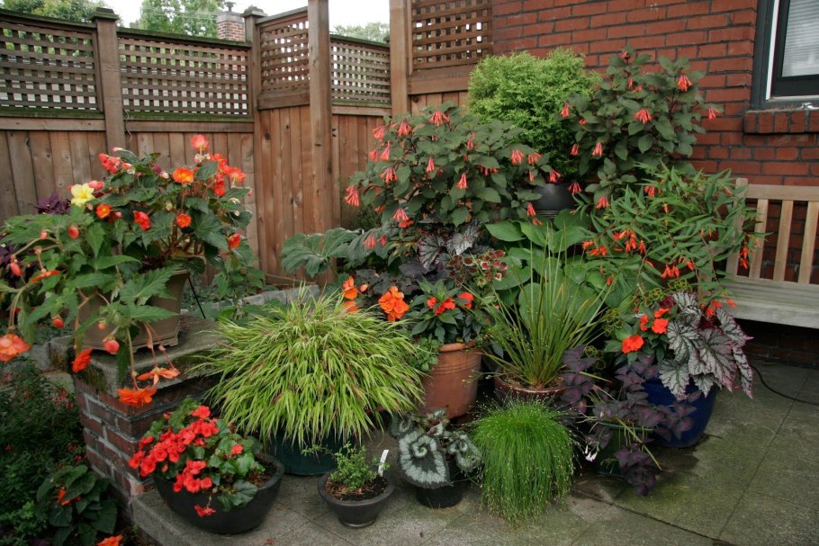 Контейнерное Озеленение патио