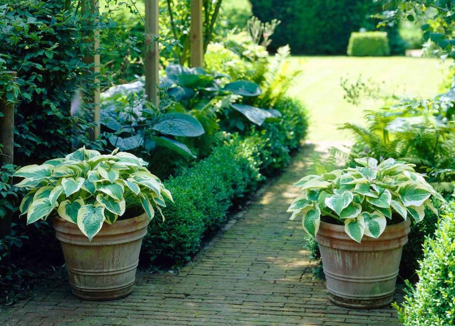 Хоста в контейнерном озеленении