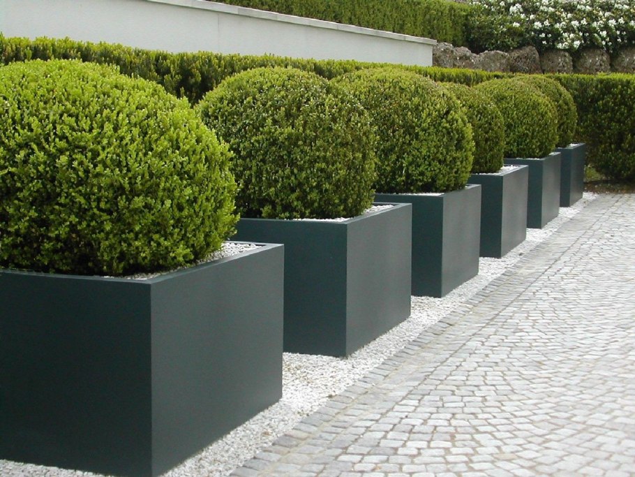 Кадочное Озеленение туи