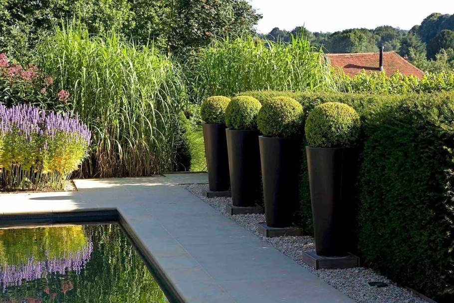 Контейнерное Озеленение самшит