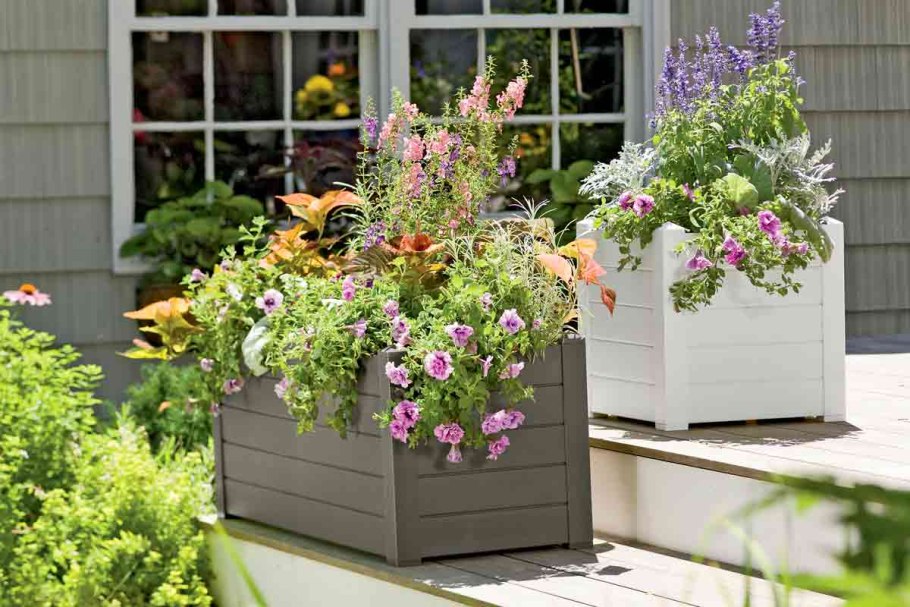 Вербена в ящиках