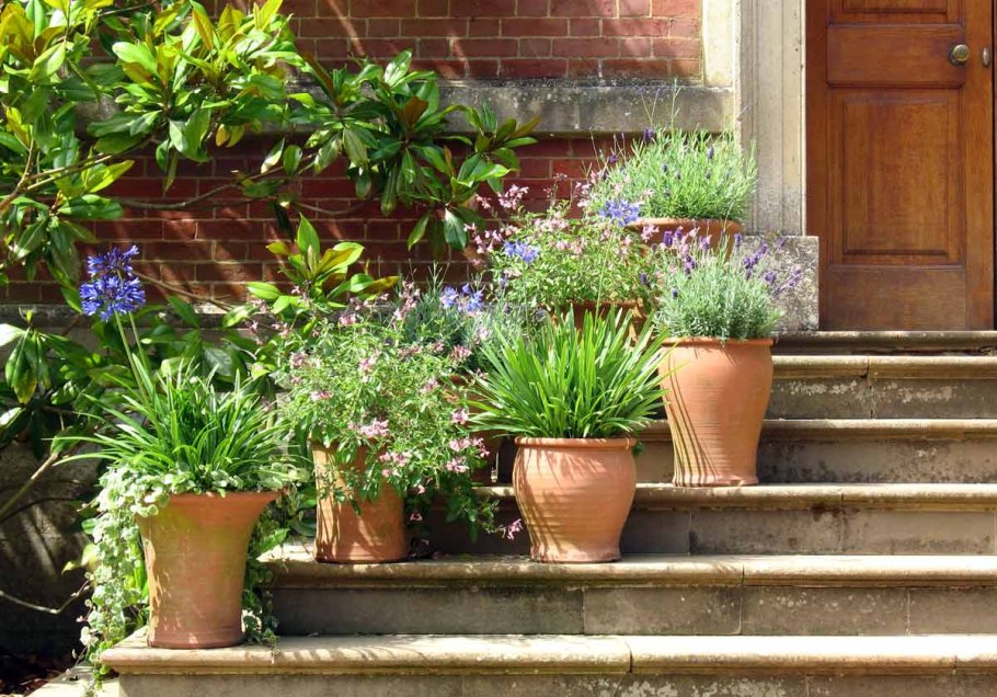 Растения в вазонах