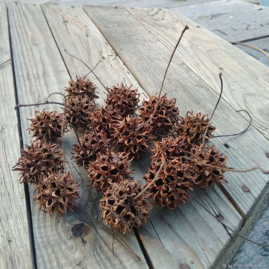 Ликвидамбар смолоносный шишки