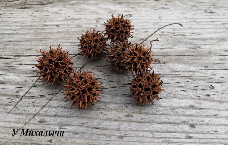 Шишки амбрового дерева