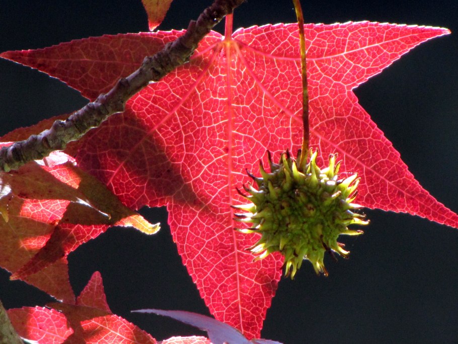Амбровое дерево (Liquidambar styraciflua)