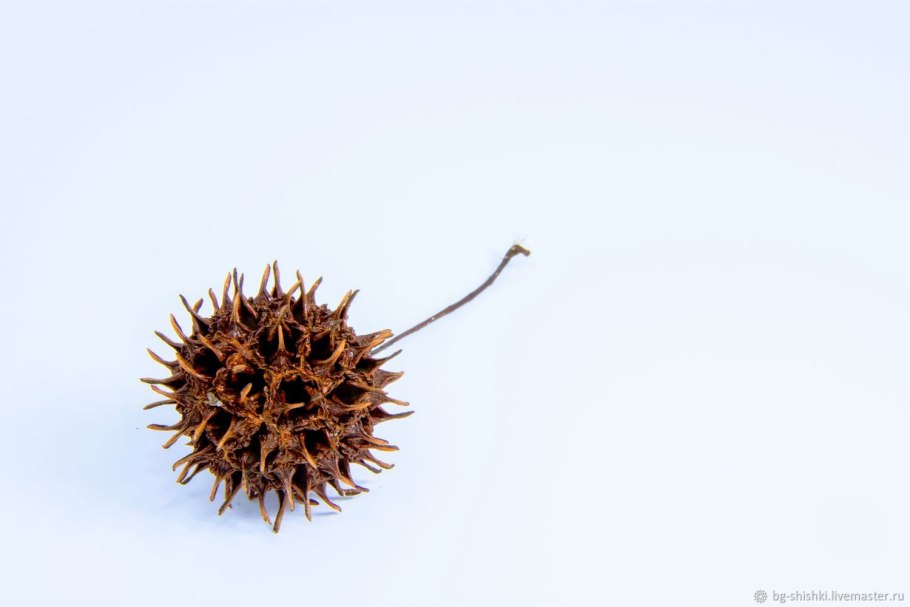 Ликвидамбар смолоносный плоды