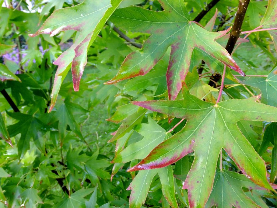 Ликвидамбар смолоносный плоды