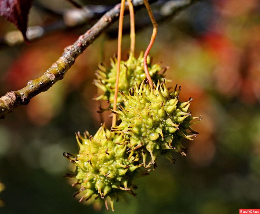 Ликвидамбар кофе