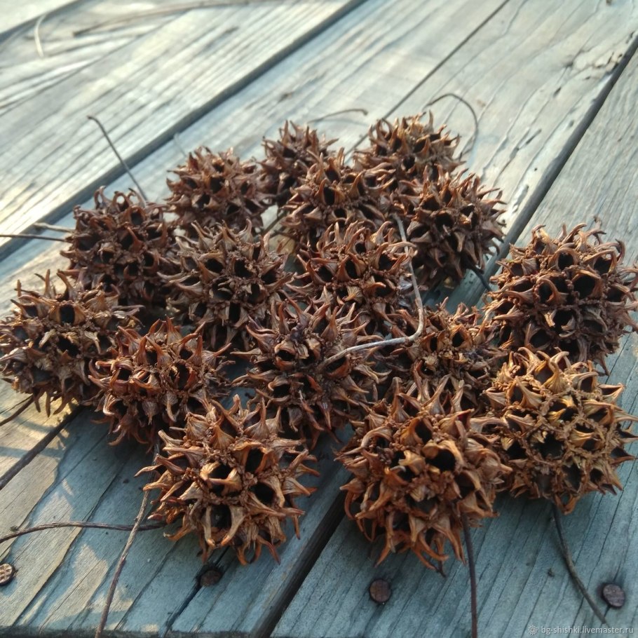 Ликвидамбар шишки