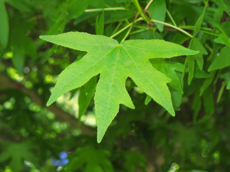 Ликвидамбар Восточный (Liquidambar orientalis)