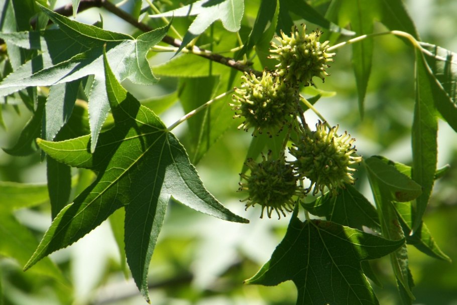 Ликвидамбар смолоносный Амбровое дерево