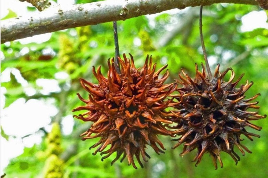 Амбровое дерево (Liquidambar styraciflua)