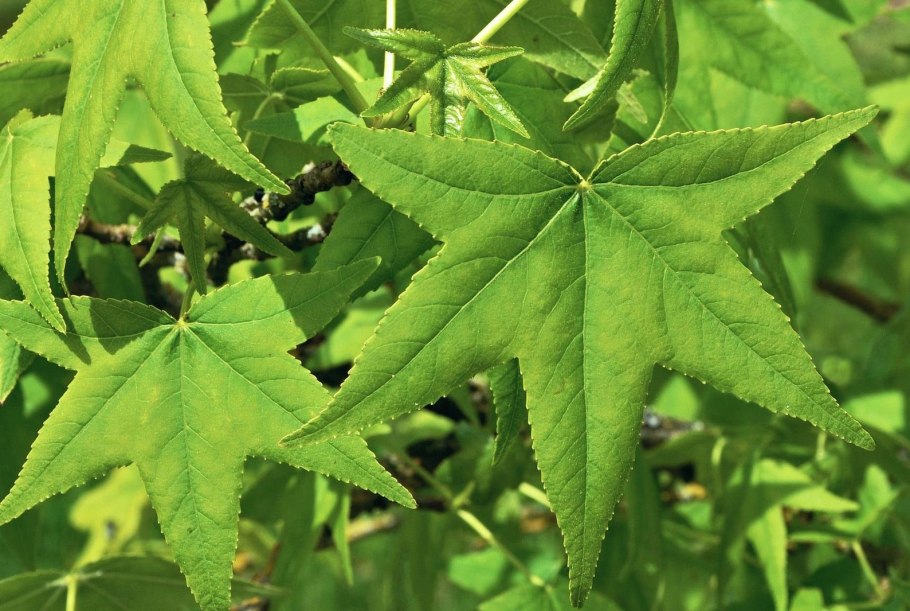 Ликвидамбар тайваньский (Liquidambar formosana)