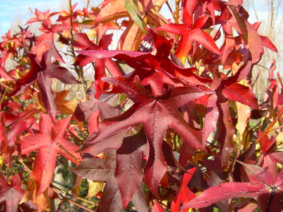 Ликвидамбар куст