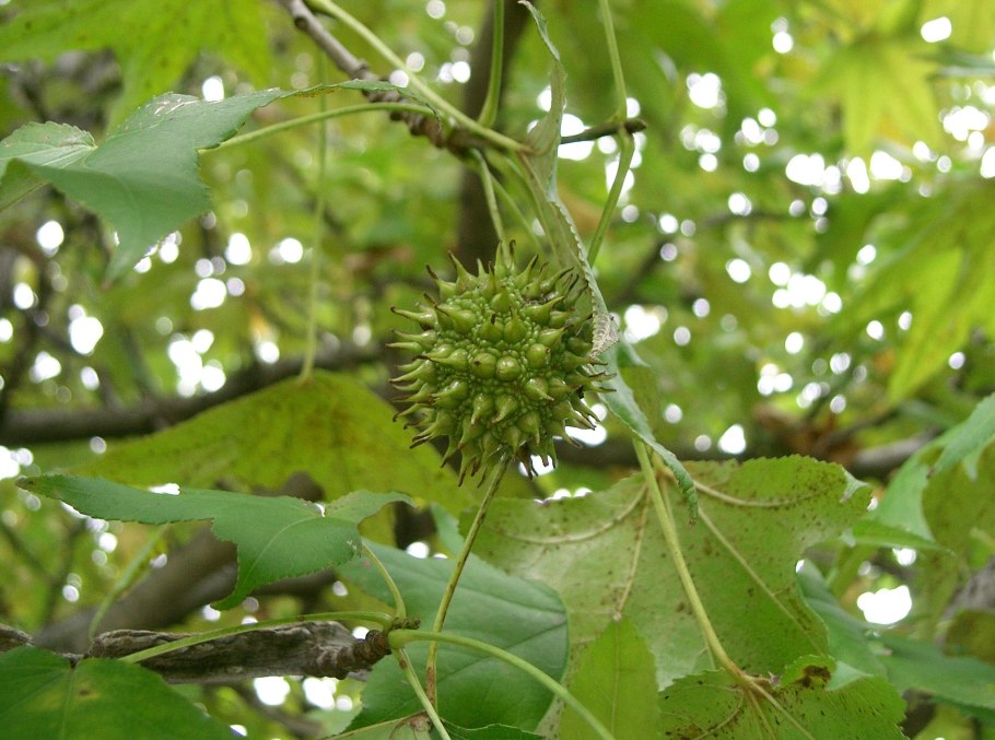 Ликвидамбар формозский