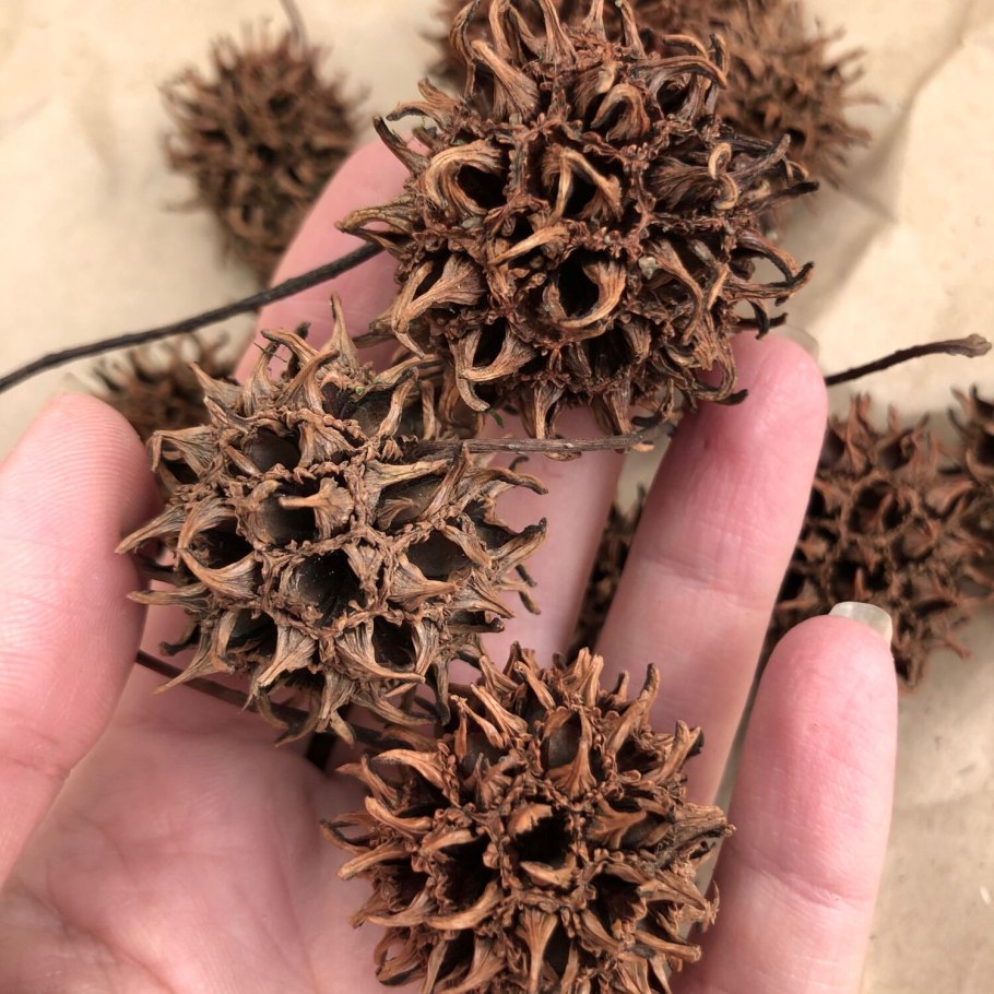 Sweet Gum Seed Ball семена дерева