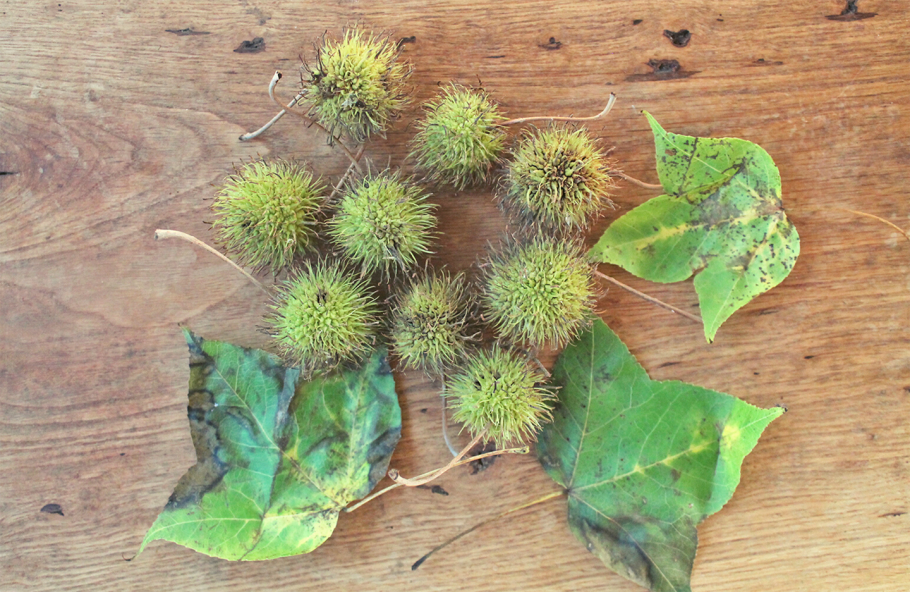 Ликвидамбар стираксовый "Ворплесдон"