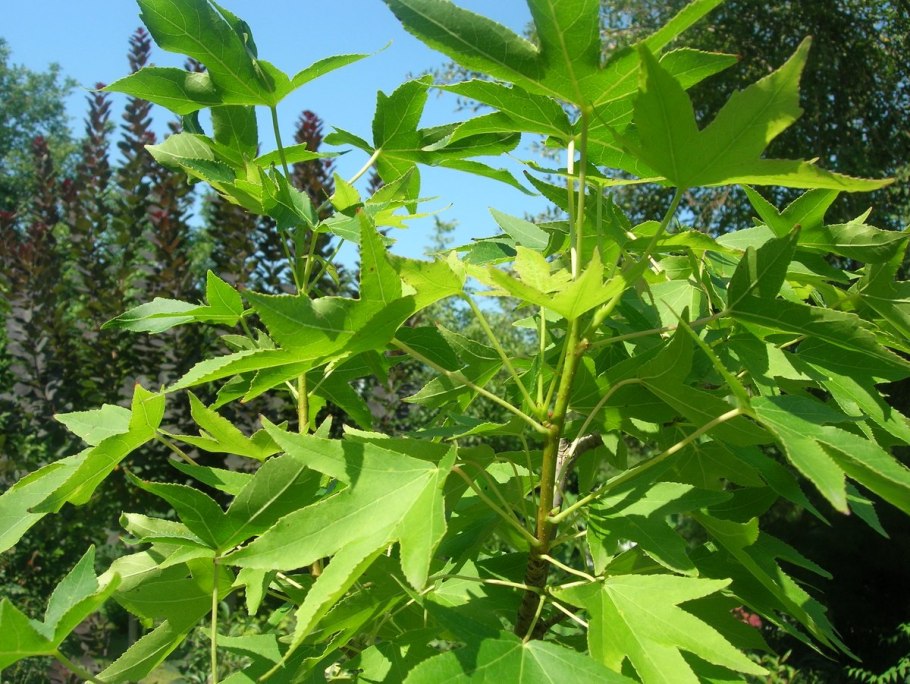 Ликвидамбар смолоносный